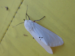 Spilarctia seriatopunctata