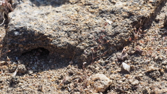 Nemacladus longiflorus