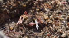 Nemacladus longiflorus