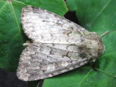 Mamestra brassicae