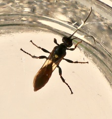 Ichneumon annulatorius