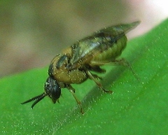 Diprionidae