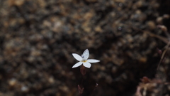 Nemacladus longiflorus