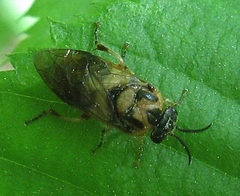 Diprionidae