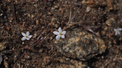 Nemacladus longiflorus