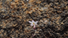 Nemacladus longiflorus