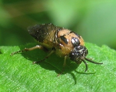 Diprionidae
