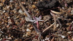 Nemacladus longiflorus