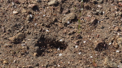 Nemacladus longiflorus