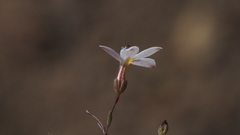 Nemacladus longiflorus