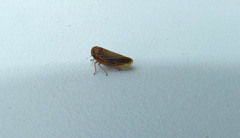 Agallia quadripunctata