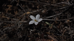 Nemacladus longiflorus