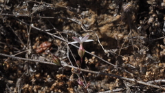 Nemacladus longiflorus