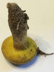 Aureoboletus auriporus