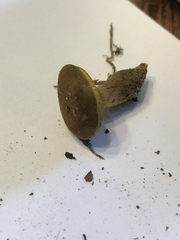 Aureoboletus auriporus