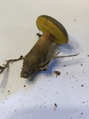 Aureoboletus auriporus