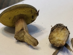 Aureoboletus auriporus
