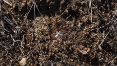 Nemacladus longiflorus