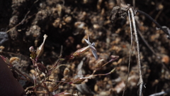 Nemacladus longiflorus