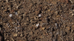 Nemacladus longiflorus