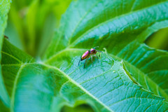 Tutelina similis