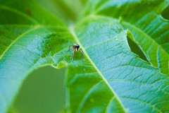 Tutelina similis