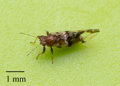 Bactericera maculipennis