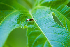Tutelina similis