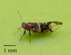 Bactericera maculipennis