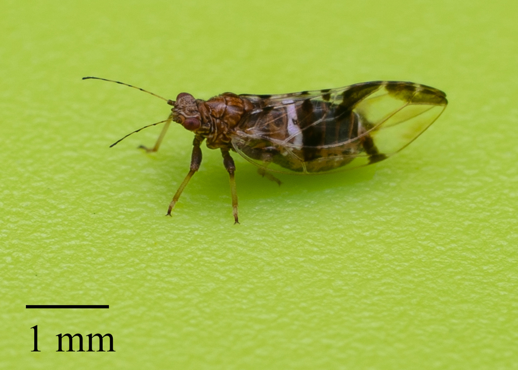 Bactericera maculipennis