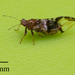 Bactericera maculipennis - Photo no rights reserved, uploaded by Jesse Rorabaugh