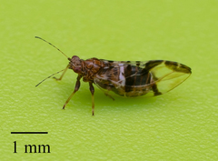 Bactericera maculipennis