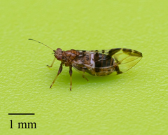 Bactericera maculipennis