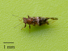 Bactericera maculipennis