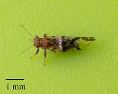 Bactericera maculipennis