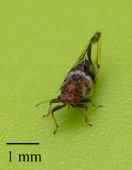Bactericera maculipennis