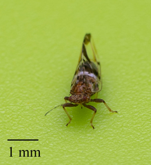 Bactericera maculipennis