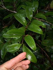 Ripogonaceae
