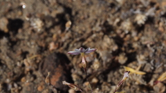 Nemacladus longiflorus