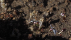 Nemacladus longiflorus