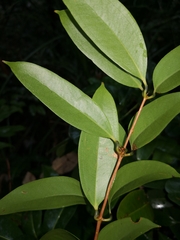 Ripogonaceae
