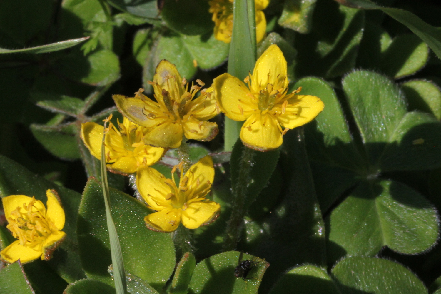 Tetragonia