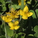Tetragonia herbacea - Photo (c) Pete Woodall,  זכויות יוצרים חלקיות (CC BY-NC), הועלה על ידי Pete Woodall