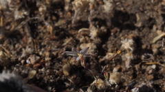 Nemacladus longiflorus