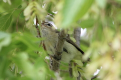 Vireo gilvus