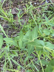 Hypericum pseudomaculatum