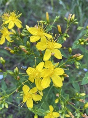 Hypericum pseudomaculatum