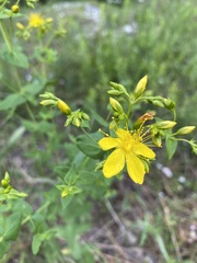 Hypericum pseudomaculatum