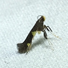 Caloptilia umbratella