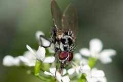 Anthomyia pluvialis